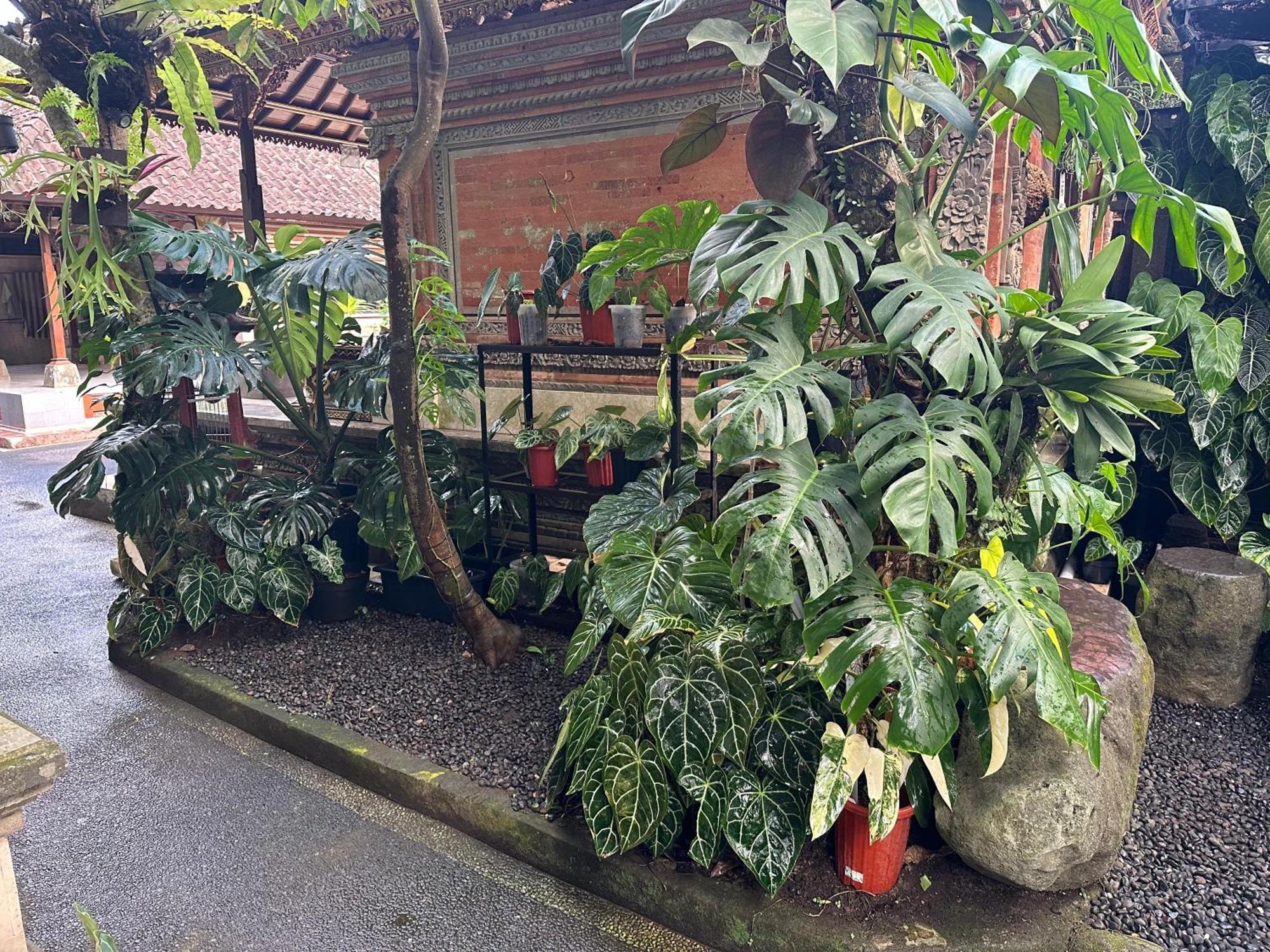 Naeera Guest House Ubud  Exterior photo